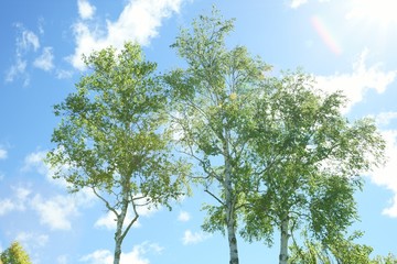 白樺青空