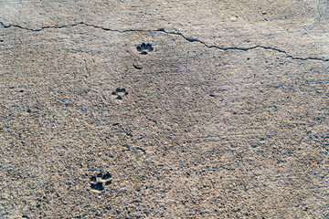 dog footprints on a cement floor with a crack in the evening light.