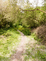 Fototapeta na wymiar spring footpath passage trek trail through grove meadow wildflowers spring new fresh light day
