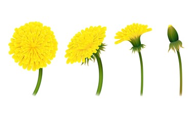 Stages closing flower dandelion, isolated. Gradual folding of petals of plant. Vector illustration of living natural phenomenon