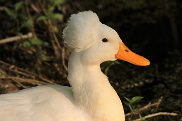 weiße Ente mit Haube, Hochbrutflugente, lustiges Tierbild