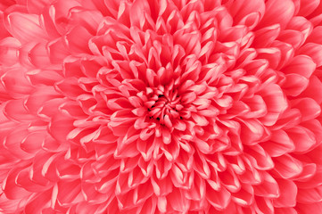 Chrysanthemum ruby (red) closeup. Macro. It can be used in website design and printing. Also good...