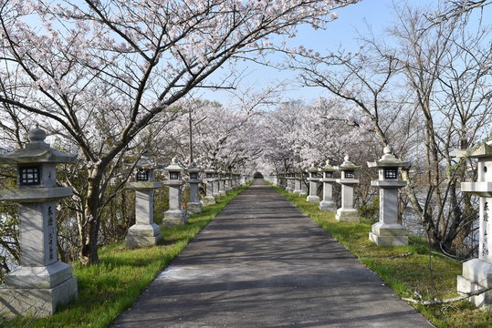 桜トンネル