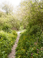 Fototapeta na wymiar spring footpath passage trek trail through grove meadow wildflowers spring new fresh light day