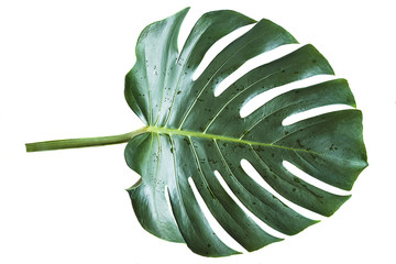 Monstera leaf isolatede on white background