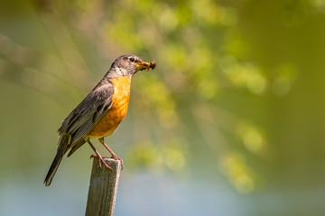 American robin standing on a wooden post