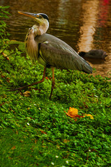 Close-up of big heron on lawn beside pond in Amsterdam park. Famous for its huge cultural activity, graceful canals and bridges. Northern Netherlands. Retouched photo.