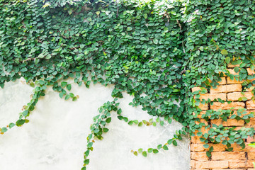 Beautiful plants green ivy on grey cement wall texture with brick decoration. English garden or nature creeper leaf background with copy space concept. Exterior outdoor decorated.