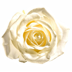 Rose weiß Blume Königin der Blumen rot liebe Valentins Tag Rosen Schale