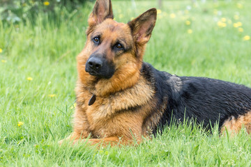 dog on the grass
