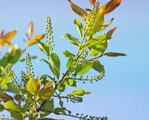 New growth of leaves and young buds on plant in early spring 
