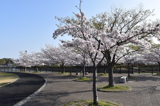 桜並木