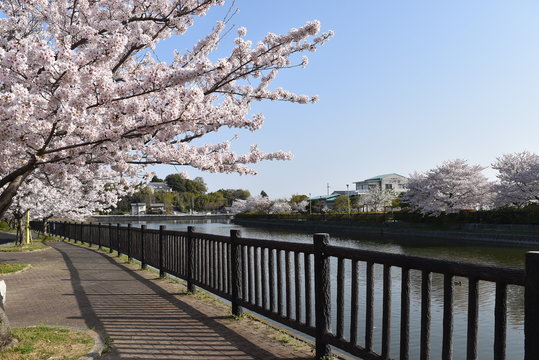 桜並木