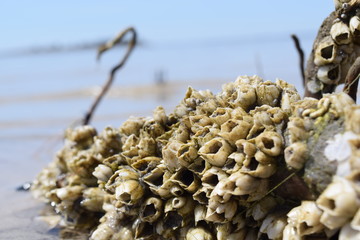 Ocean Marine Life tiny shell reef in Florida