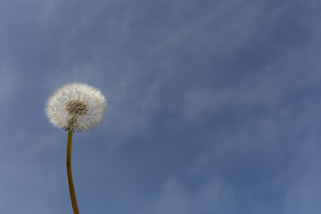 Single dandelion sead ball, on a blue sky background.