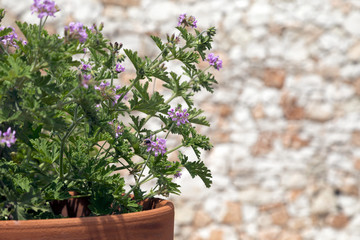 Fototapeta na wymiar Pianta di fiori viola con vaso