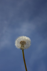 Single dandelion sead ball, on a blue sky background, in portrait format.