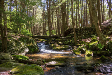 Stream flowing through the woods