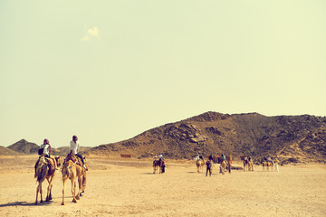 Tourists ride camels in the desert. The concept of tourism and healthy lifestyles. Vintage photo