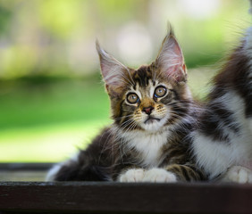 A brown tabby and white kitten chilling in green garden in daylight. black and white cat sitting on wooden garden chair blurry background by sunlight.