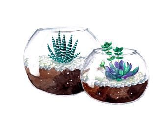 watercolor green succulents in glass pot on white background