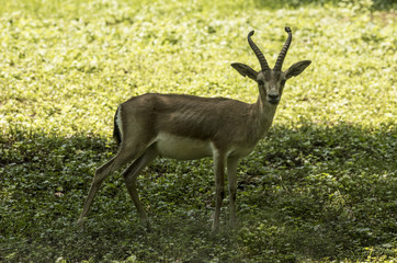 Persian gazelle (Gazella subgutturosa) at the edge of the forest