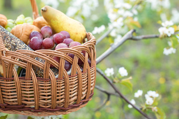 weekends, holidays, refreshment concept. in the garden of blooming cherry tree there is a picnic basket filled to the brim with pears and grapes and bakery goods