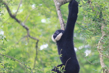 Pileated Gibbon (Hylobates pileatus)