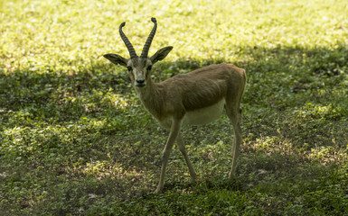 Persian gazelle (Gazella subgutturosa) at the edge of the forest