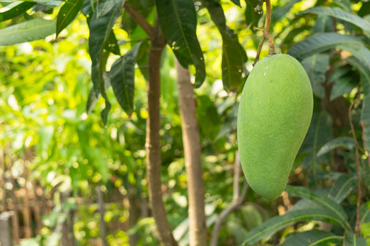 mangoes on the tree grow up in farmer garden