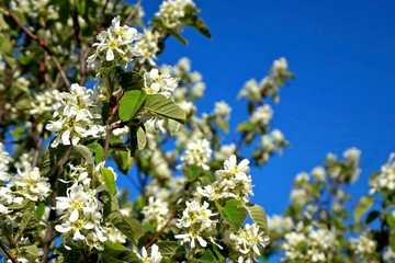 Tree with white flowers against the blue sky.