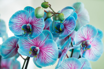 Blue and pink orchid 