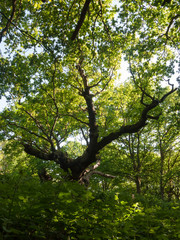 large oak tree trunk side view inside forest canopy overheard background nature