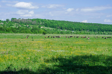 Fototapeta na wymiar Herd of cows grazing on green pasture