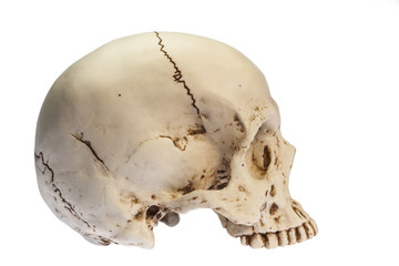 head skull image on white background with clipping path