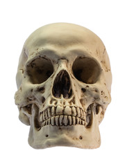 head skull image on white background with clipping path