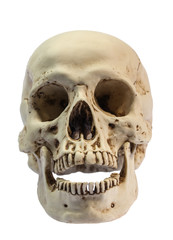 head skull image on white background with clipping path