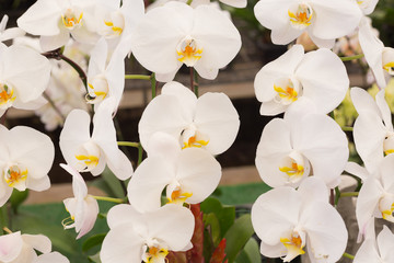 Beautiful White Phalaenopsis orchid flowers