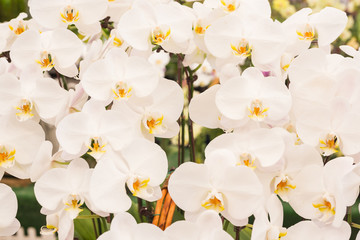 Obraz premium White Phalaenopsis orchid flowers taken as background