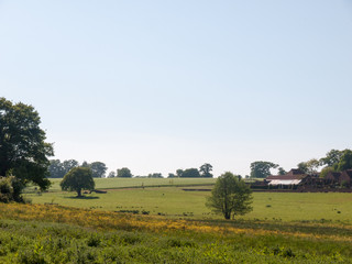 Fototapeta na wymiar open farm field green grass lush pasture landscape background