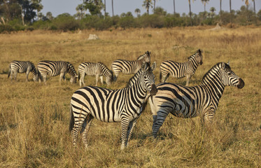 Fototapeta na wymiar Zebra Herde in der Steppe bei weichem Abendlicht