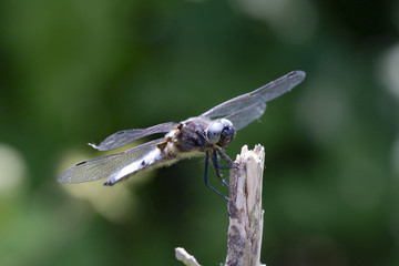 libellule déprimée