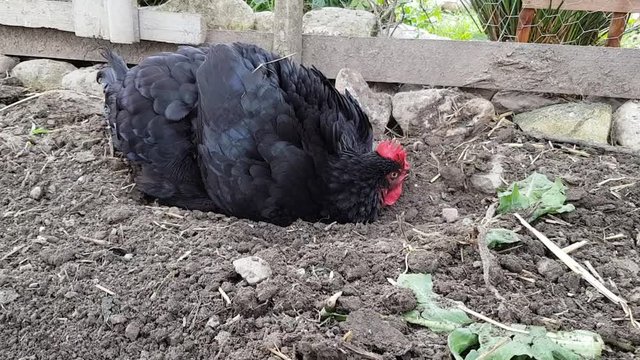 poule s'&eacute;pouss&eacute;tant dans la terre