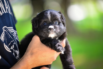 A black and white small puppy holding by a man in a green garden with owner in daytime lighting. Portrait of black dog on a grass. Puppy looking front