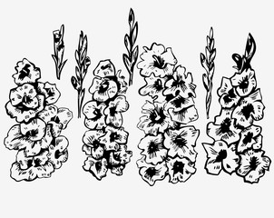 Fototapeta premium ink graphics gladiolus on white background