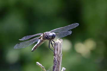 libellule déprimée