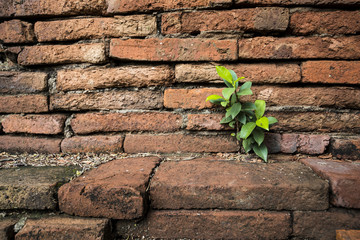 Old brick wall with small trees in the archaeological site.