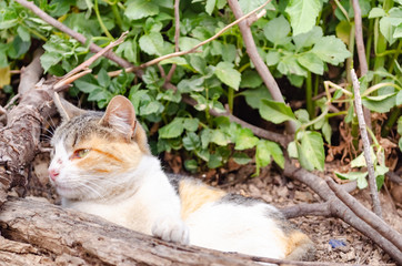 
Cat looking at mountains lying on land, with sunlight and plants in background