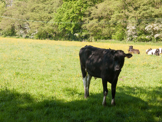 single black cow in field shadow full view portrait spring meat dairy
