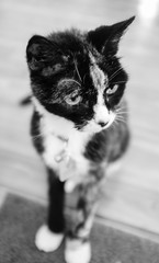 Meet "Lil Cat" who is 18 years old  B&W film style image with shallow depth of field 